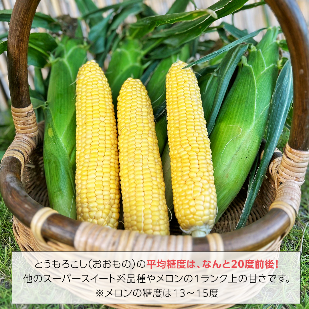 朝採り 農家直送 とうもろこし 6kg 「 おおもの 」【 先行予約 ・ 7月中旬以降発送】トウモロコシ スイートコーン コーン 野菜 大粒 大きい 新鮮 甘い 高糖度 サラダ 八千代町産 茨城県産 産地直送 [AX027ya]