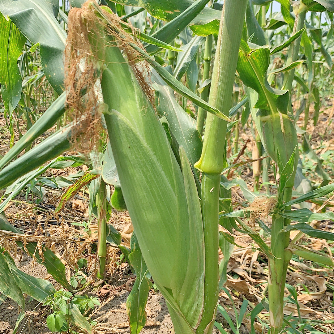 朝採り 農家直送 とうもろこし 6kg 「 おおもの 」【 先行予約 ・ 7月中旬以降発送】トウモロコシ スイートコーン コーン 野菜 大粒 大きい 新鮮 甘い 高糖度 サラダ 八千代町産 茨城県産 産地直送 [AX027ya]