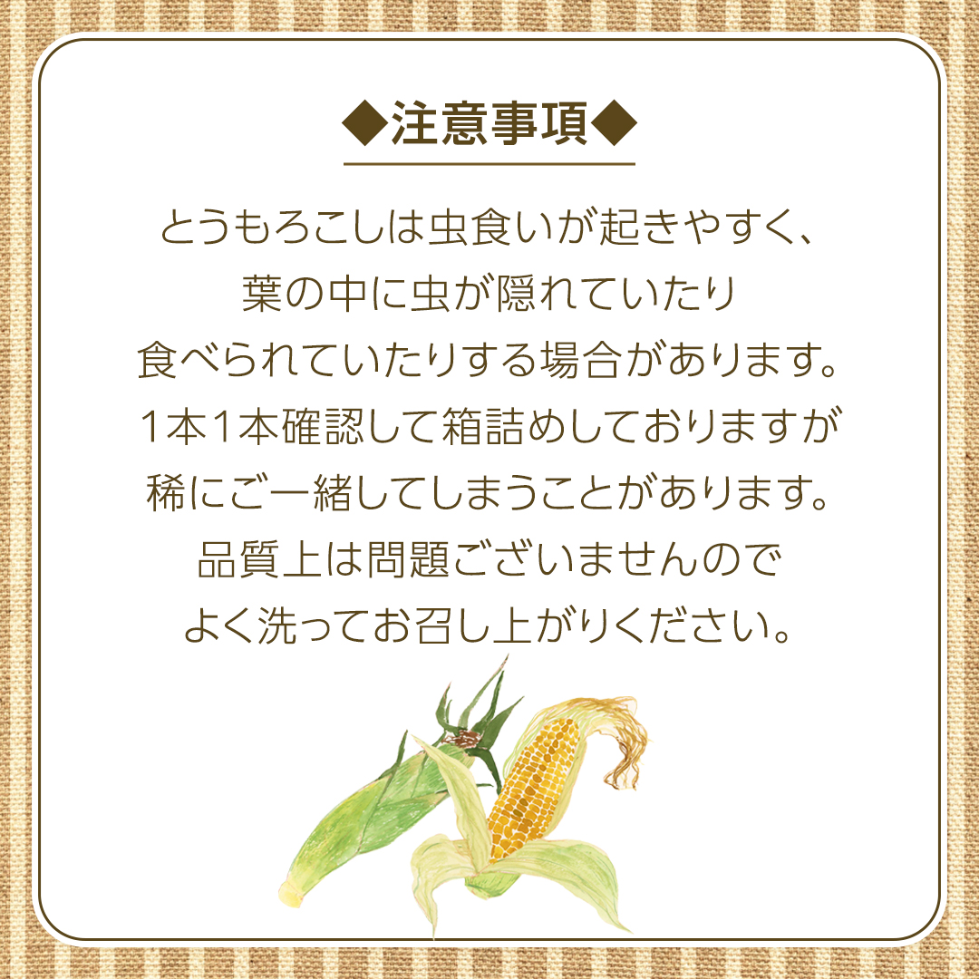 朝採り 農家直送 とうもろこし 6kg 「 おおもの 」【 先行予約 ・ 7月中旬以降発送】トウモロコシ スイートコーン コーン 野菜 大粒 大きい 新鮮 甘い 高糖度 サラダ 八千代町産 茨城県産 産地直送 [AX027ya]