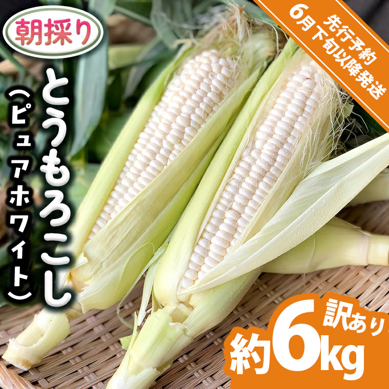 【 先行予約 2026年6月下旬以降発送 】【 令和8年産 】【 訳あり 】 朝採り とうもろこし ピュアホワイト 約6kg トウモロコシ スイートコーン 野菜 産地直送 期間限定 規格外 不揃い 傷 ふるさと納税 7000円 ワケアリ 訳アリ [AX061ya][SZRY]