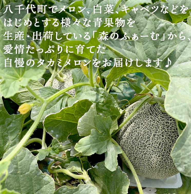 【 先行予約 2026年6月中旬 以降発送】 令和8年産 八千代町産 タカミメロン 優以上 1箱 （ 3 ～ 5玉 入り） 期間限定 産地直送 果物 フルーツ メロン 甘い [CL002ya]