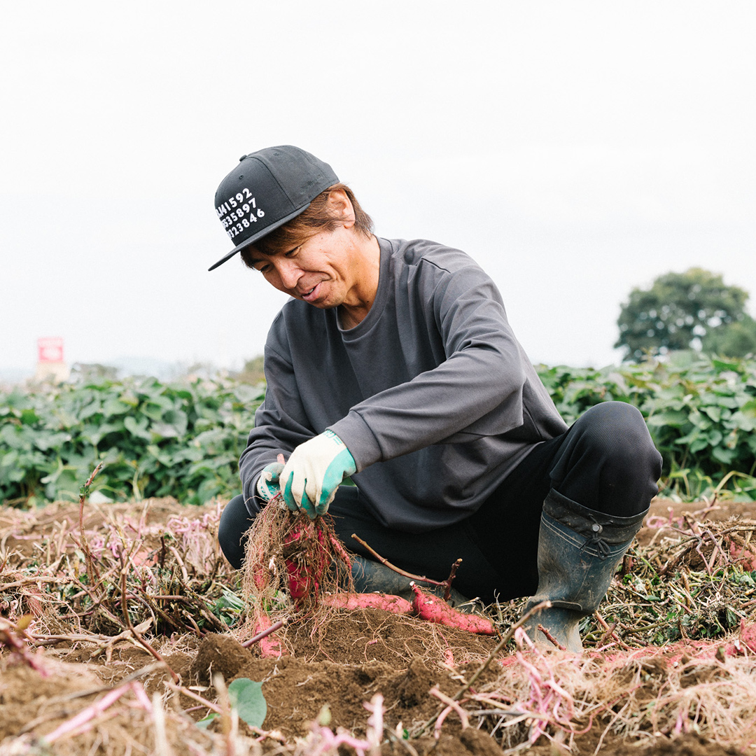 訳あり さつまいも 紅はるか 約 10kg 土付き 無選別 茨城 八千代町産 生芋 サツマイモ さつま芋 焼き芋 やきいも 芋 イモ 野菜 不揃い 規格外 長期熟成 おやつ デザート 秋 旬 農家直送 【 先行予約 2024年10月下旬以降発送 】 [AX010ya]