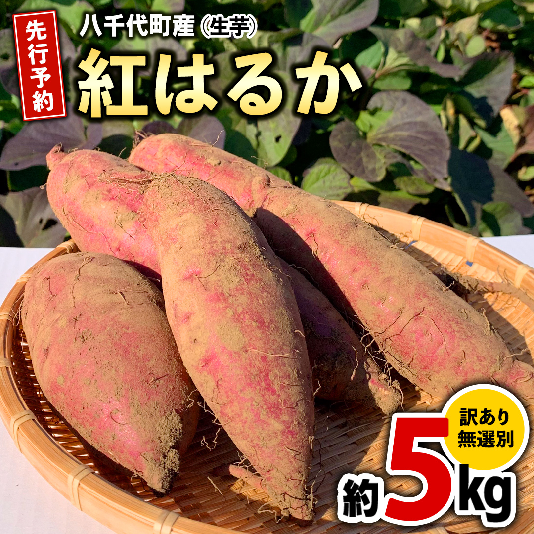 訳あり さつまいも 紅はるか 約 5kg 土付き 無選別 茨城 八千代町産 生芋 サツマイモ さつま芋 焼き芋 やきいも 芋 イモ 野菜 不揃い 規格外 長期熟成 おやつ デザート 秋 旬 農家直送 5000円 【 先行予約 2025年10月下旬以降発送 】 [AX046ya]