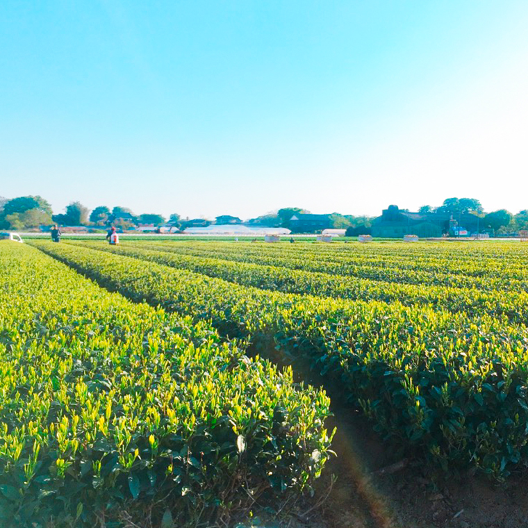 ＜ お歳暮 熨斗付き ＞《簡単！便利！》急須のいらない粉末 緑茶 粉末緑茶 お茶 おちゃ 茶 茶葉 飯山製茶 一番茶葉  急須不要 手軽 お菓子作り [AE020ya]