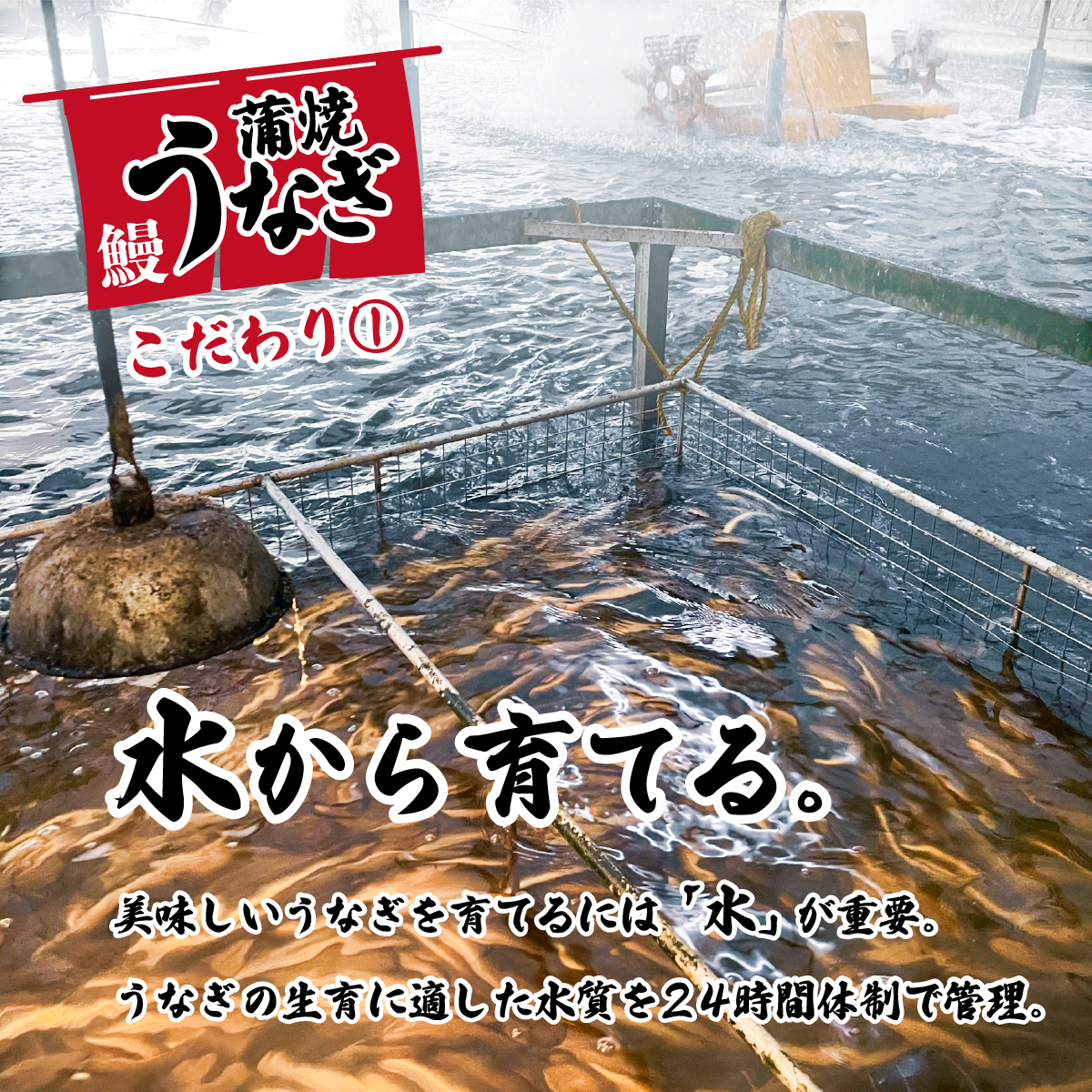 特上 国産うなぎ 蒲焼 2尾セット 【合計550g以上】 タレ・山椒付 ウナギ 鰻 うな重 ひつまぶし 人気 茨城 八千代町 ふるさと納税 冷凍 [SF049ya]