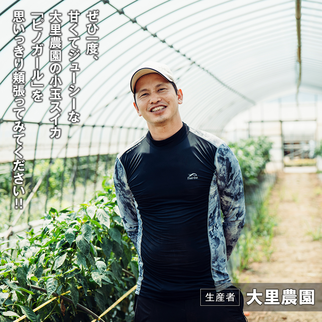 【 先行予約 2026年6月下旬以降発送 】八千代町産 小玉スイカ ピノガール 1箱（2玉入） タネが小さい すいか [SF005ya]