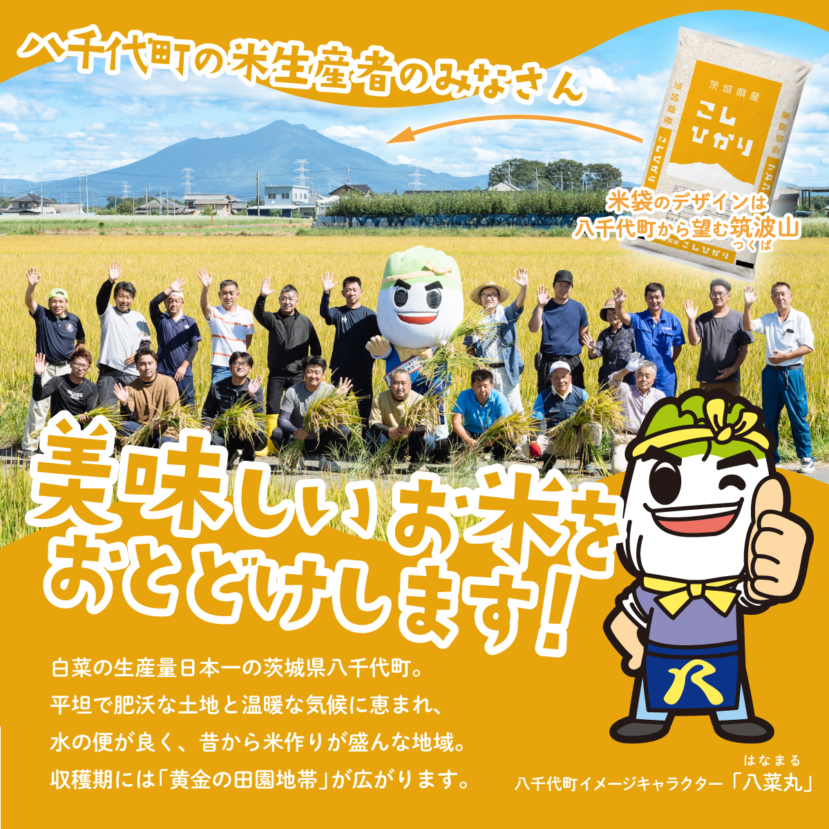 【12月発送】コシヒカリ 20kg (5kgx4袋) 令和7年産 茨城県産 こしひかり 白米 精米 茨城県 八千代町 お米 米 [SF296yai]