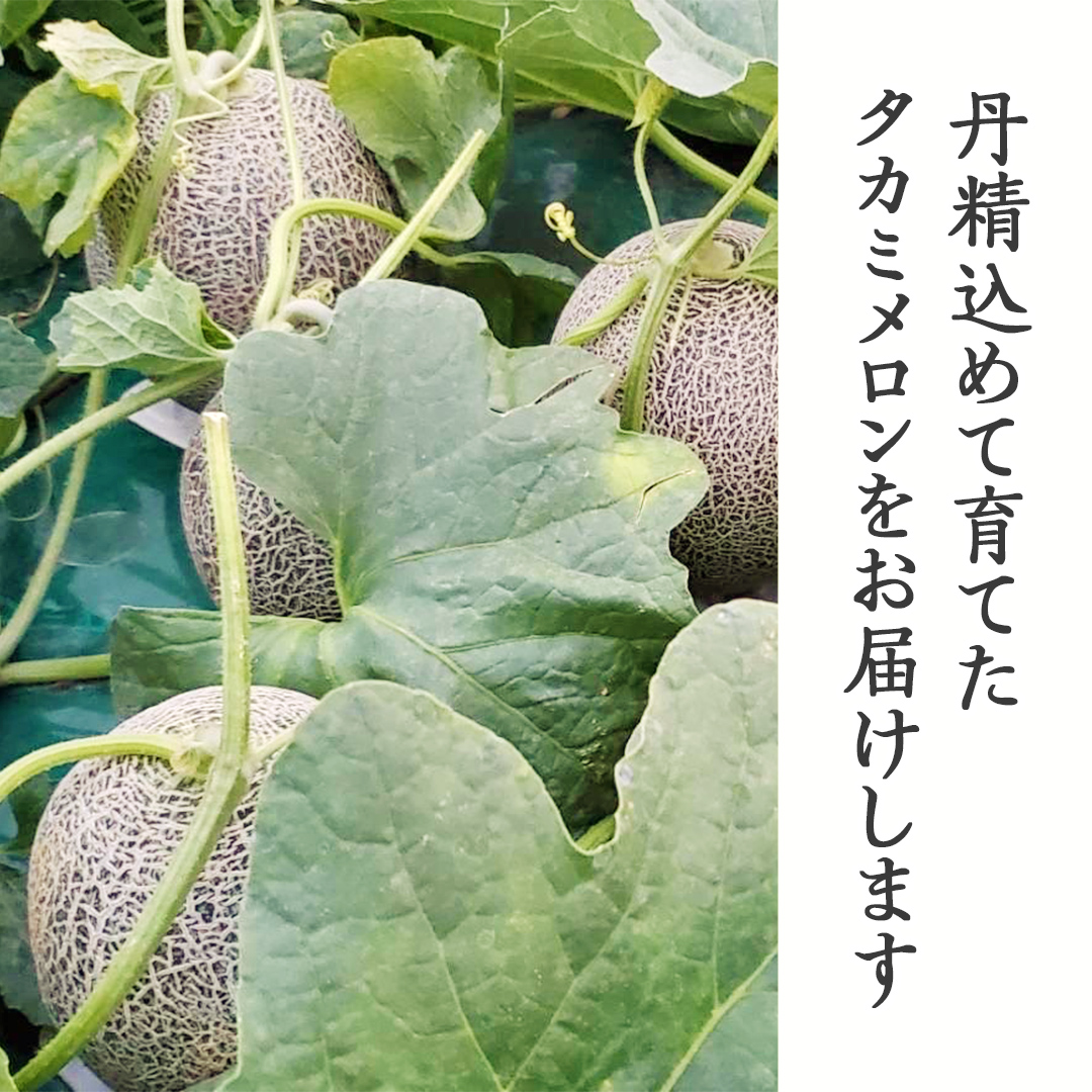 【 先行予約 2026年6月上旬以降発送】 令和8年産 八千代町産 タカミメロン 秀品 3玉 約5kg 期間限定 産地直送 果物 フルーツ メロン 甘い 人気 タカミ 貴味 [AX040ya]