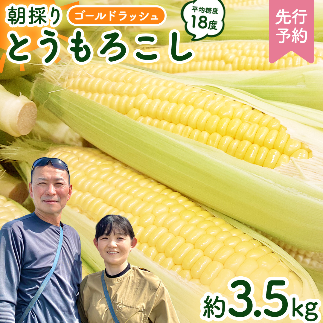 【先行予約 令和7年 6月下旬 以降発送 】 朝採り とうもろこし （ ゴールドラッシュ ） 約 3.5kg トウモロコシ 朝採り 甘い 新鮮 スイートコーン コーン 野菜 極甘 岩田さん 2025 [AX058ya]