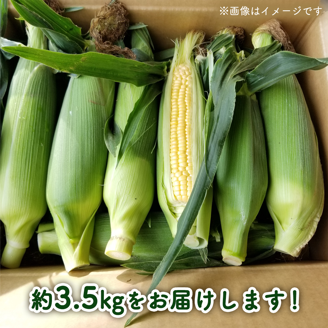 【先行予約 令和7年 6月下旬 以降発送 】 朝採り とうもろこし （ ゴールドラッシュ ） 約 3.5kg トウモロコシ 朝採り 甘い 新鮮 スイートコーン コーン 野菜 極甘 岩田さん 2025 [AX058ya]