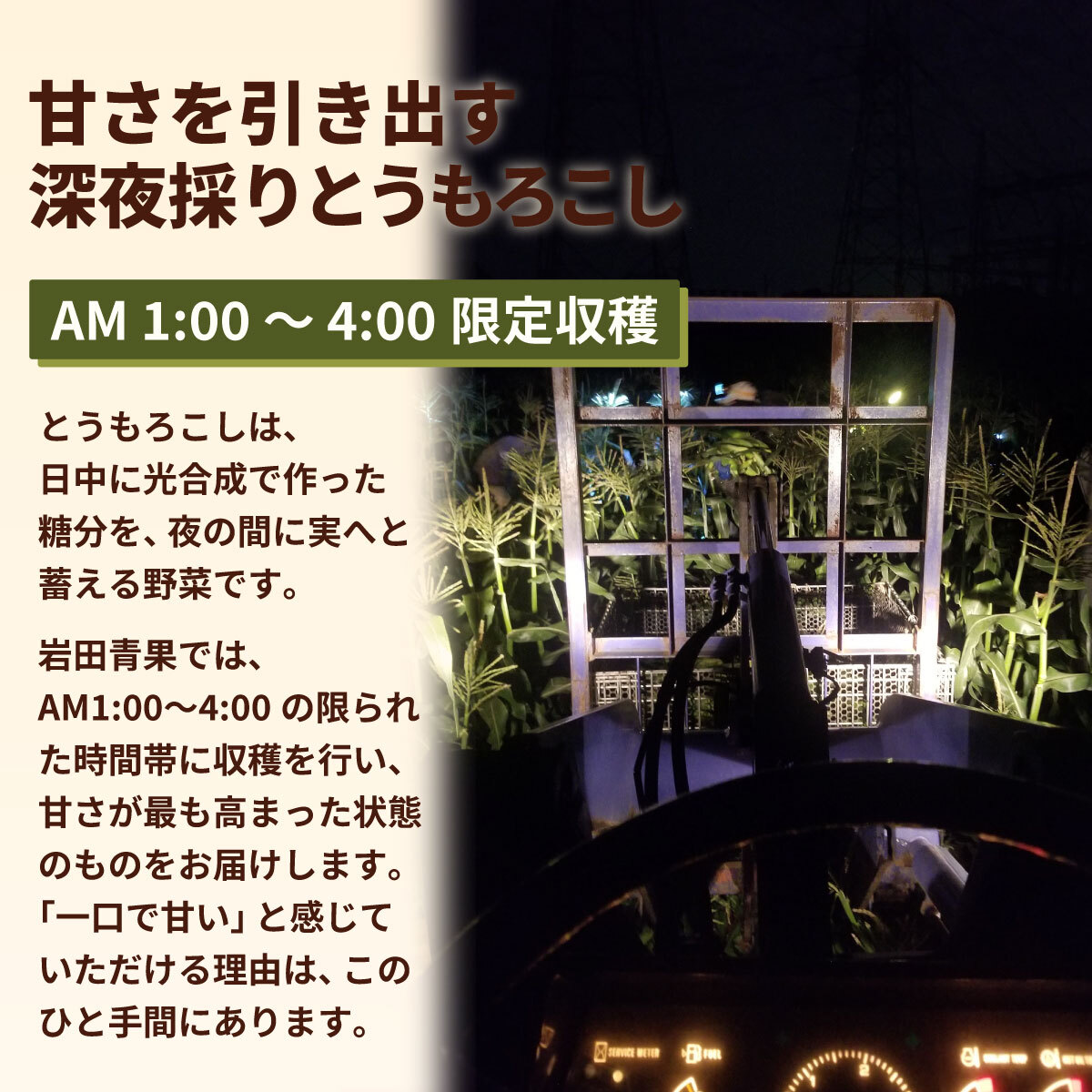 【先行予約 2026年6月中旬以降発送 】 【 令和8年産 】  深夜採り 朝出荷 とうもろこし （ ゴールドラッシュ ） 約 3.5kg トウモロコシ 深夜採り 甘い 新鮮 スイートコーン コーン 野菜 極甘 岩田さん 2026 [AX058ya]