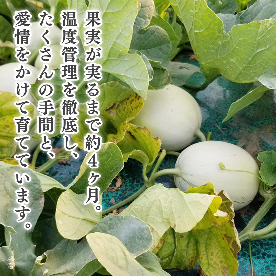 プリンスメロン ( 7～8玉 入り) 1箱 約 5kg フルーツ 果物 くだもの お取り寄せ 茨城県産 産直 直送 【 先行予約 2026年5月下旬以降発送 】【 令和8年産 】【 農家直送 】【 昭和の大衆メロン 】 [AX020ya]
