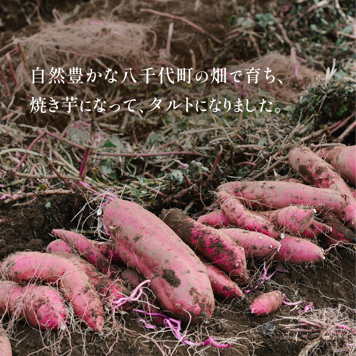さつまいもタルト さつまいも 焼き芋 スイーツ 無添加 手作り タルト ギフト お取り寄せスイーツ 濃厚カスタード 米粉使用