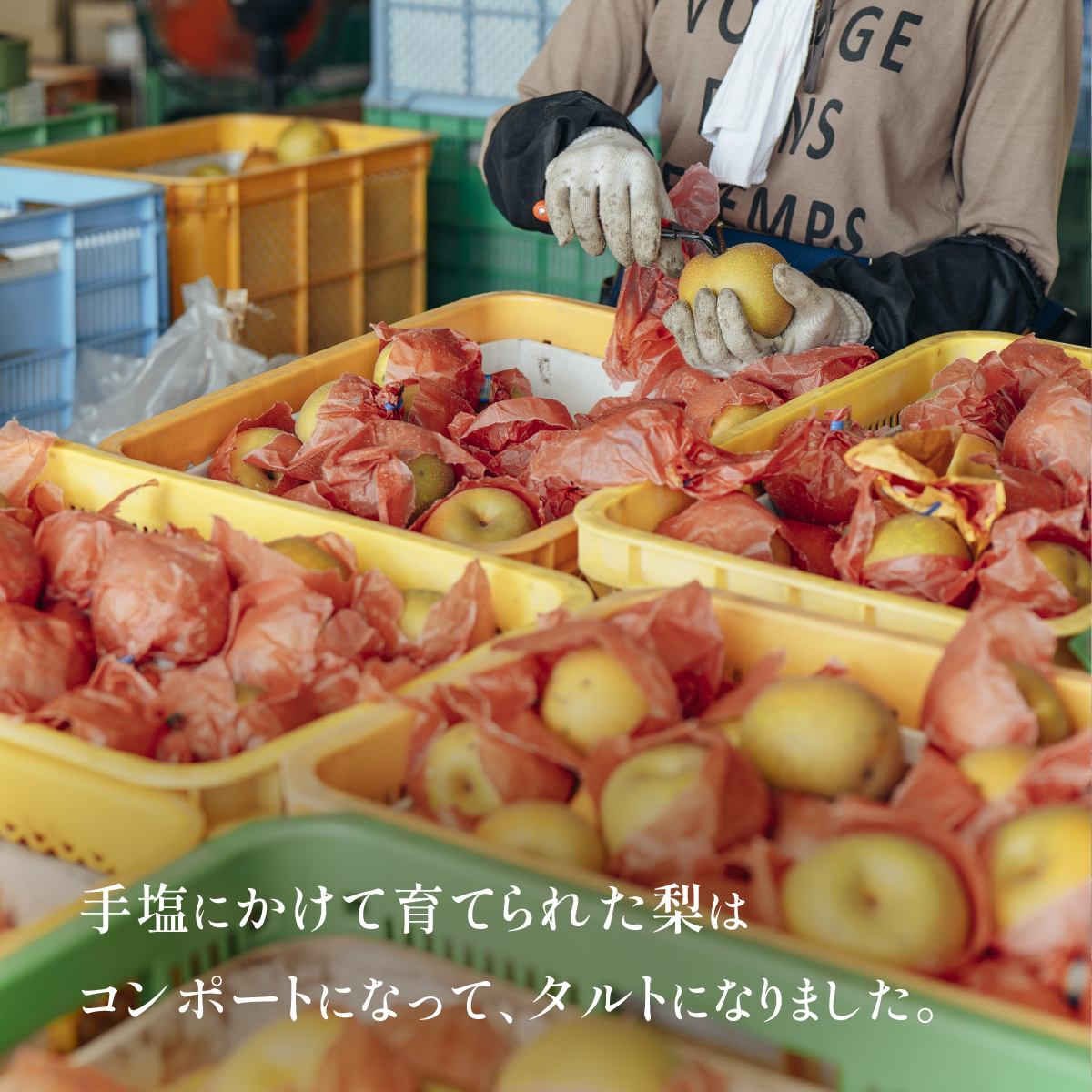  【先行受付】梨タルト 梨 スイーツ 無添加 手作り タルト ギフト お取り寄せ スイーツ 濃厚 カスタード 米粉使用 コンポート