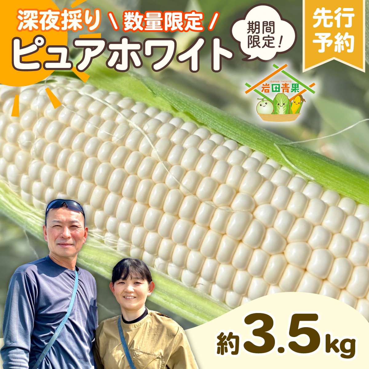 【先行予約 2026年6月下旬以降発送 】 【 令和8年産 】 深夜採り 朝出荷 白い とうもろこし ピュアホワイト 約3.5kg トウモロコシ 期間限定 甘い 生食 [AX059ya]