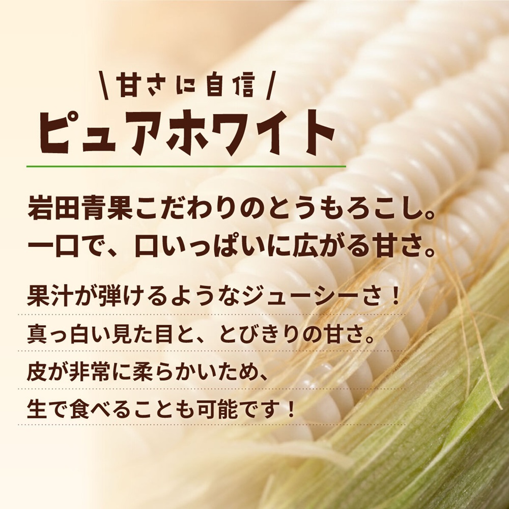 【先行予約 2026年6月下旬以降発送 】 【 令和8年産 】 深夜採り 朝出荷 白い とうもろこし ピュアホワイト 約3.5kg トウモロコシ 期間限定 甘い 生食 [AX059ya]