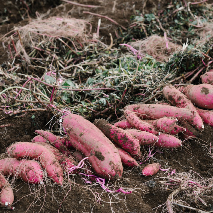 焼き芋 クロワッサン 八千代町産 紅はるか使用 さつまいも パン お菓子 スイーツ デザート 芋 いも 焼いも ふるさと納税 8000円 濃厚 [DF001ya]