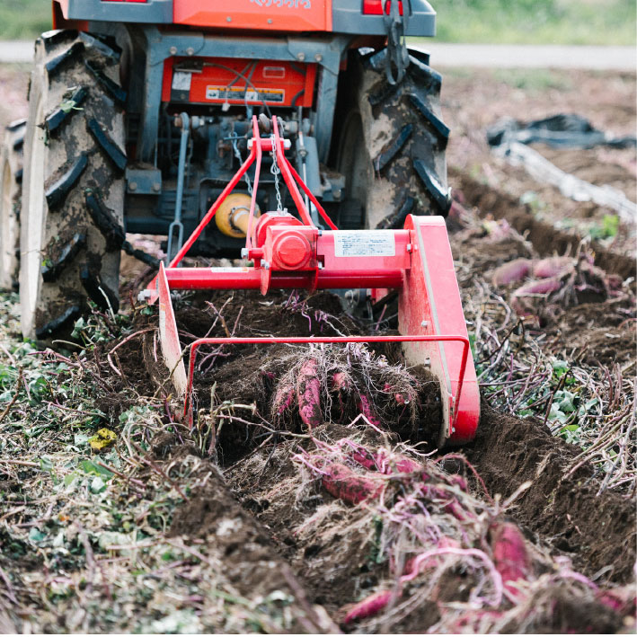 焼き芋 クロワッサン 八千代町産 紅はるか使用 さつまいも パン お菓子 スイーツ デザート 芋 いも 焼いも ふるさと納税 8000円 濃厚 [DF001ya]