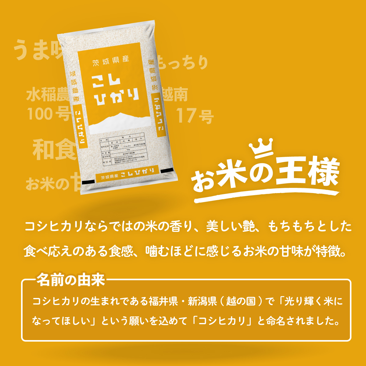 【12月発送】コシヒカリ 10kg (5kgx2袋) 令和7年産 茨城県産 こしひかり 白米 精米 茨城県 八千代町 お米 米 [SF295yai]