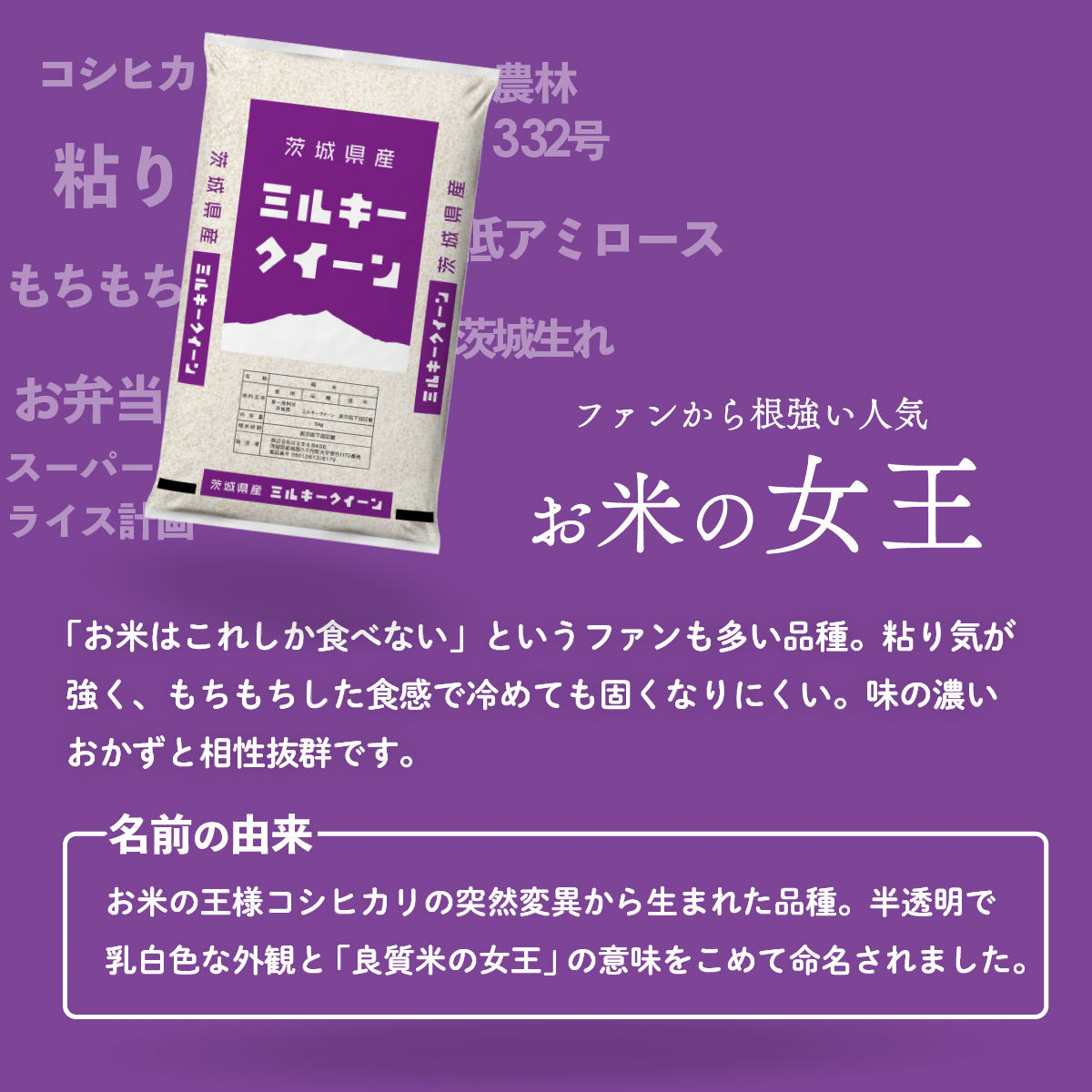 【スピード発送】ミルキークイーン 5kg (5kgx1袋) 令和7年産 茨城県産 ミルキークイーン 白米 精米 茨城県 八千代町 お米 米 [SF579yai]