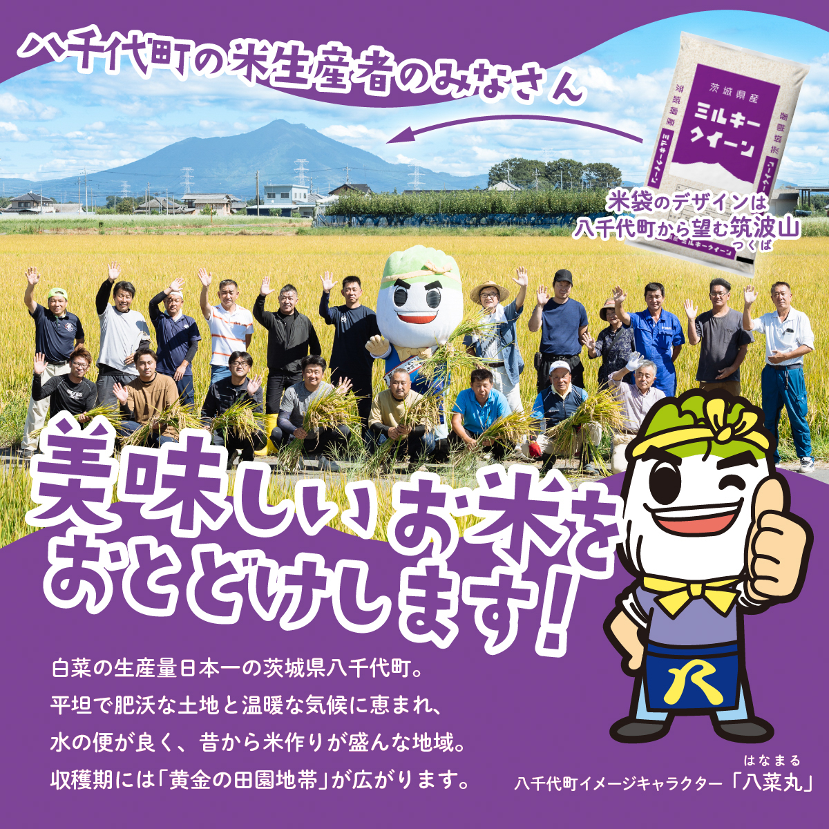 【スピード発送】ミルキークイーン 10kg (5kgx2袋) 令和7年産 茨城県産 ミルキークイーン 白米 精米 茨城県 八千代町 お米 米 [SF580yai]