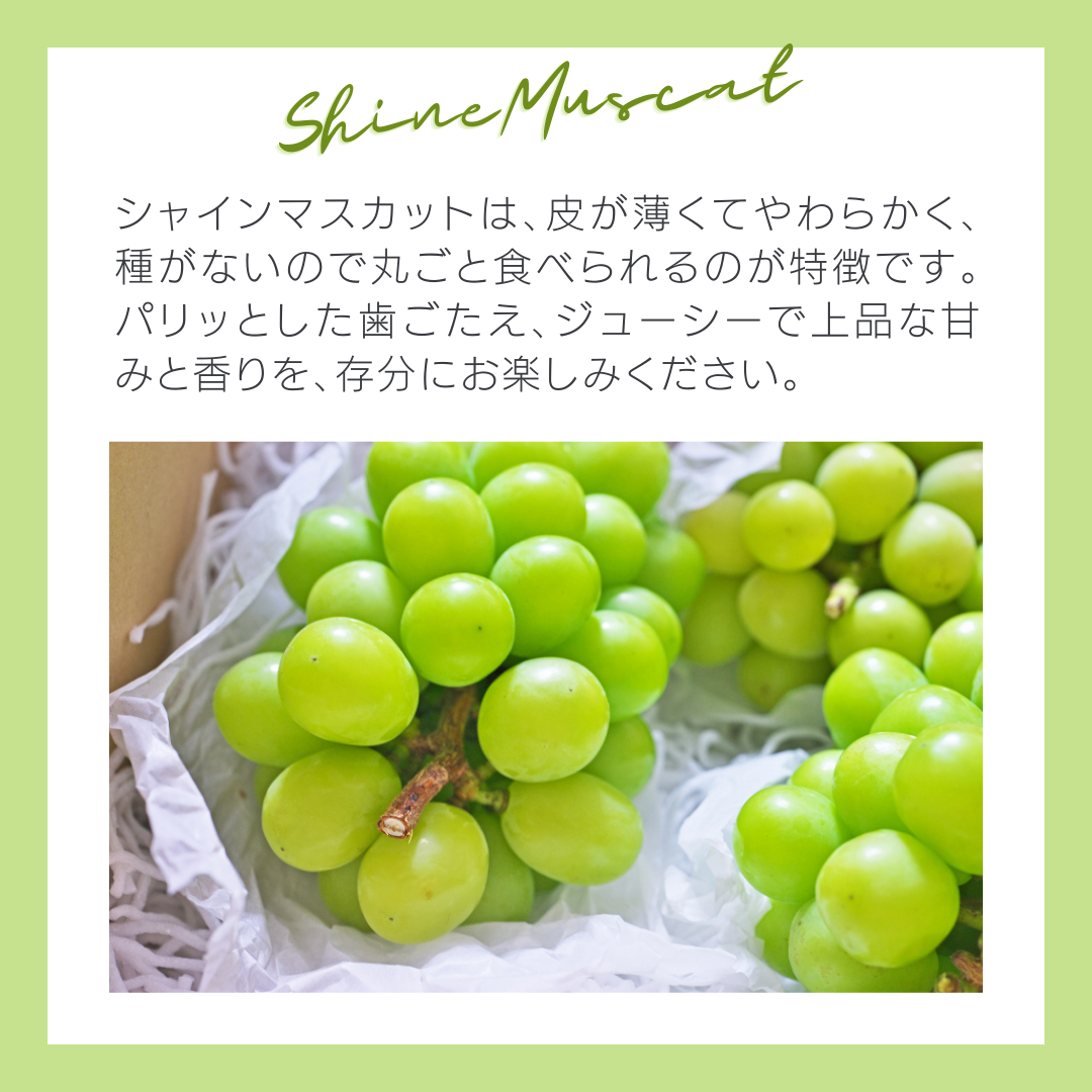 八千代町産 シャインマスカット 約1kg ( 2～3房 ) 【 2026年9月上旬以降発送】 産地直送 フルーツ ぶどう 果物 ブドウ 葡萄 マスカット 先行予約 数量限定 ふるさと納税 [CU003ya]