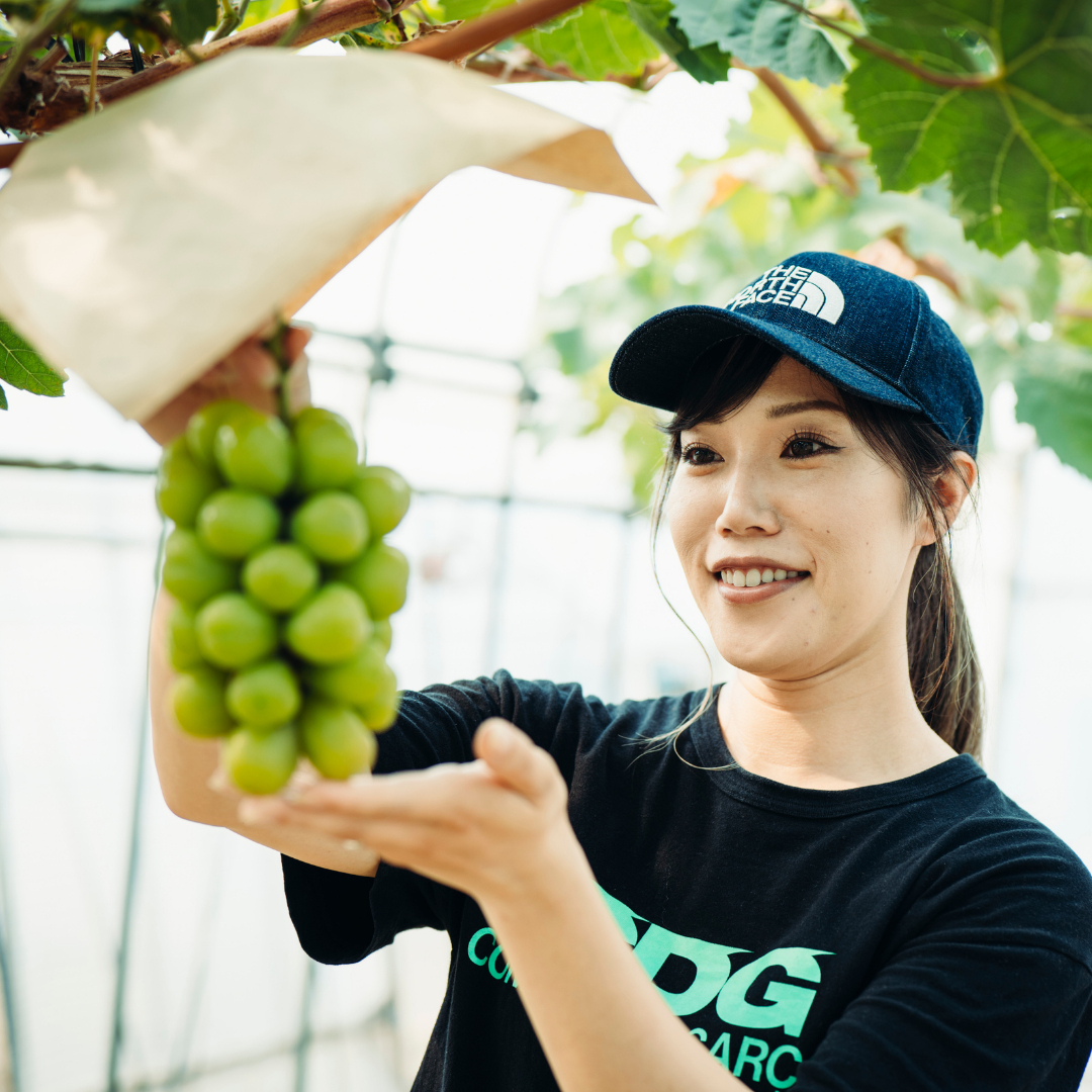 八千代町産 シャインマスカット 約1kg ( 2～3房 ) 【 2026年9月上旬以降発送】 産地直送 フルーツ ぶどう 果物 ブドウ 葡萄 マスカット 先行予約 数量限定 ふるさと納税 [CU003ya]