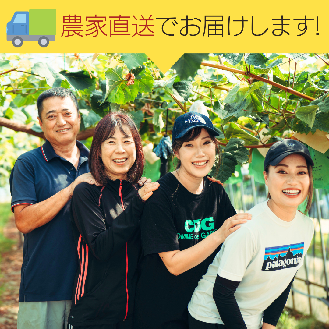 八千代町産 シャインマスカット 約1kg ( 2～3房 ) 【 2026年9月上旬以降発送】 産地直送 フルーツ ぶどう 果物 ブドウ 葡萄 マスカット 先行予約 数量限定 ふるさと納税 [CU003ya]