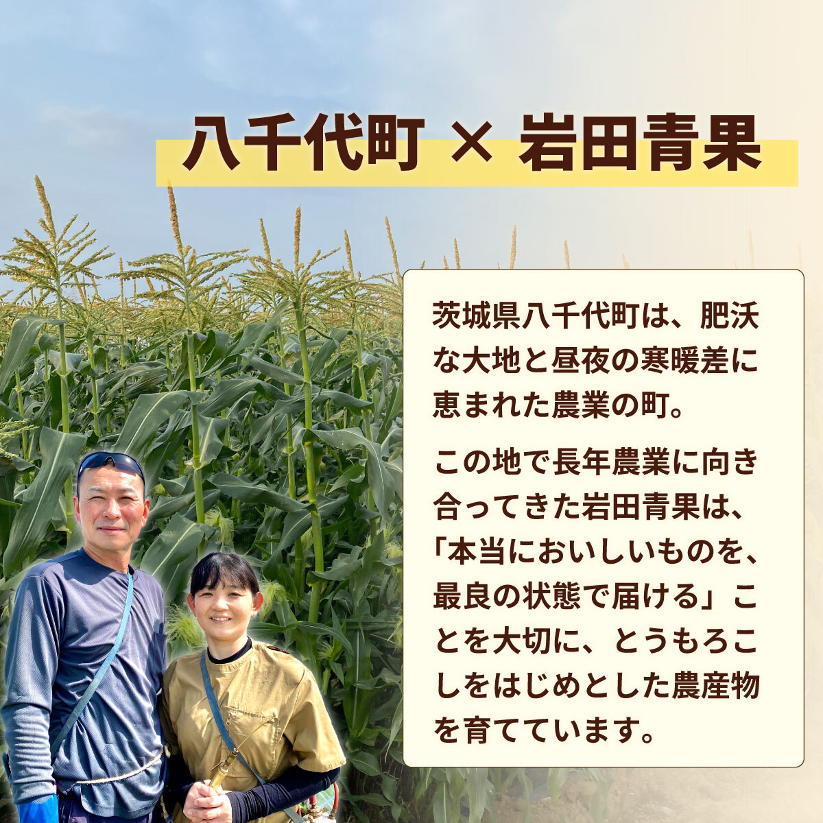 【関東+山梨県 限定当日便】【先行予約 2026年6月中旬以降発送 】 【 令和8年産 】 深夜採り 朝出荷 とうもろこし （ ゴールドラッシュ ） 約3.5kg トウモロコシ スイートコーン コーン 野菜 産地直送 期間限定 極甘 岩田さん 昼めし旅 [AX065ya]