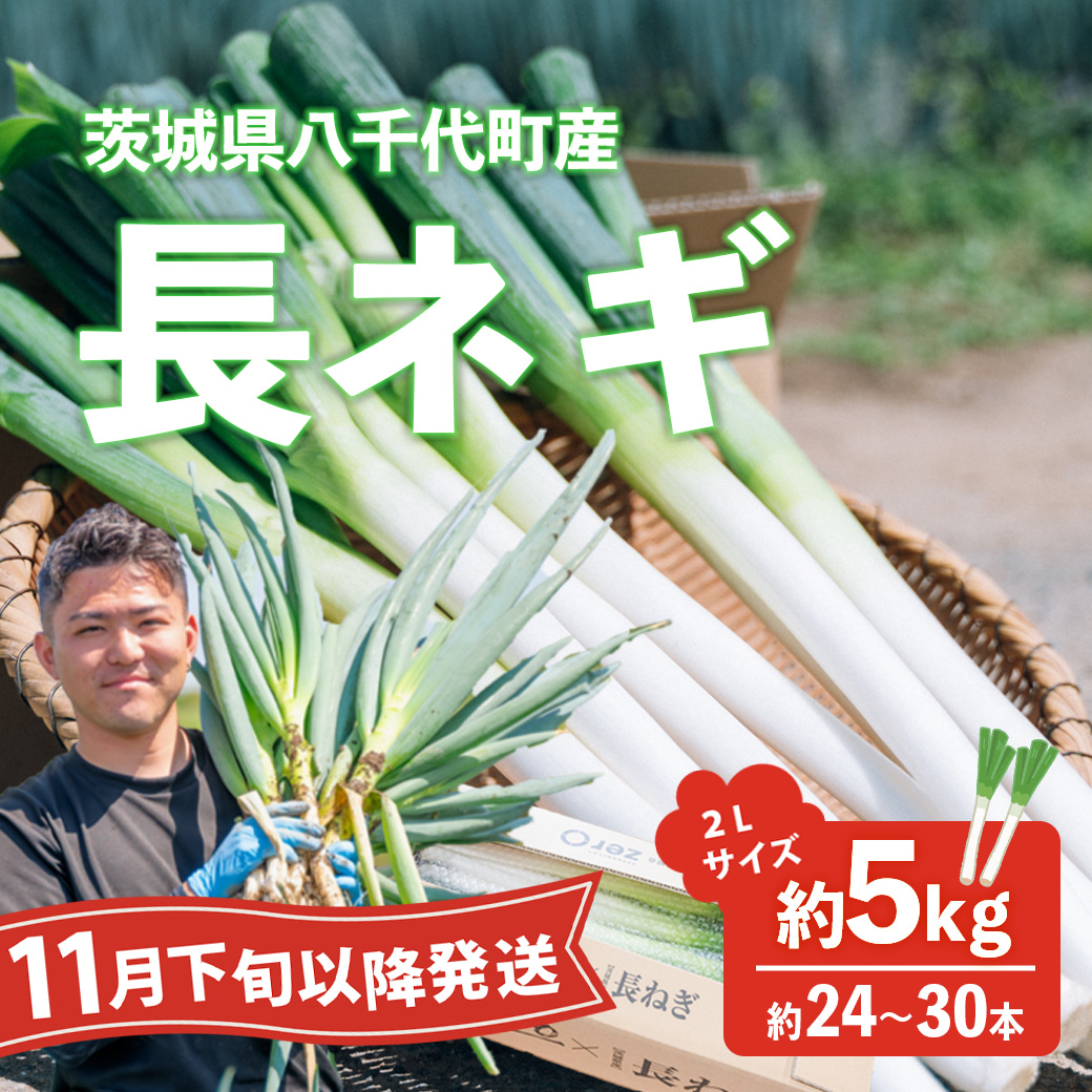 【先行受付 2026年11月下旬以降発送開始】長ネギ 約5kg 2L 約24本～30本 茨城県産 八千代町産 野菜 農家直送 化成肥料不使用 有機肥料100% ねぎ 長ねぎ ネギ 旨味 認定農業者 8500円 [DJ002ya]