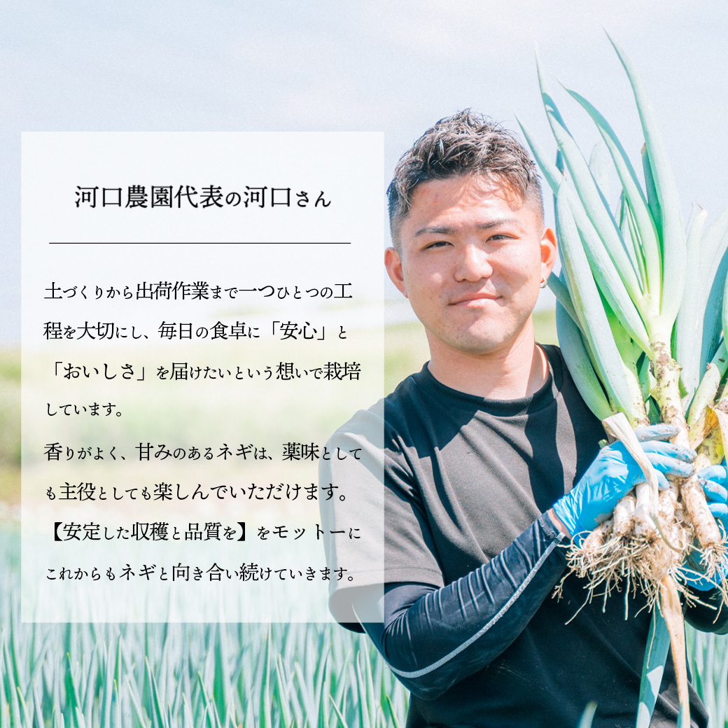 長ネギ 約5kg 約45本 茨城県産 八千代町産 野菜 農家直送 化成肥料不使用 有機肥料100% ねぎ 長ねぎ ネギ 旨味 認定農業者 9000円 [DJ003ya]
