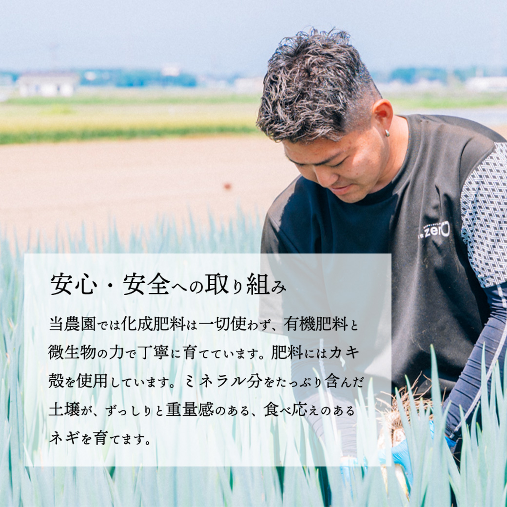 【先行受付 2026年11月以降発送開始】長ネギ 約5kg 約45本 茨城県産 八千代町産 野菜 農家直送 化成肥料不使用 有機肥料100% ねぎ 長ねぎ ネギ 旨味 認定農業者 9000円 [DJ004ya]