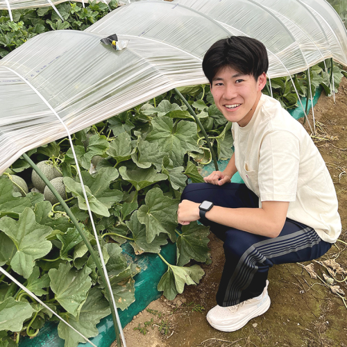 【先行予約 2026年6月中旬 以降発送】 令和8年度産 八千代町産 タカミメロン 優以上 1箱 (2玉 入り)　期間限定 産地直送 果物 フルーツ メロン 甘い [CL003ya]