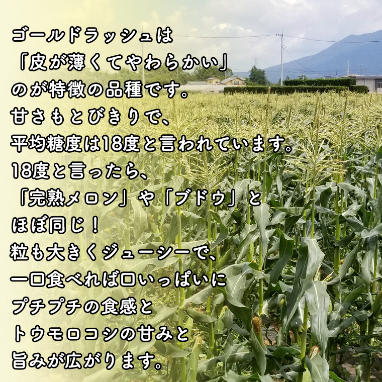 即日発送 先行予約 令和4年 朝採れとうもろこし 本セット 2l 22年9月より順次発送 Gefert Com Br