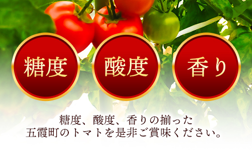 山中トマト農園がお届けする！五霞町の特選 高糖度トマト お試し 1箱（約1kg）／ 完熟 甘い 減農薬 こだわり リコピン エクセレントトマト 中玉トマト 野菜 とまと 茨城県 五霞町