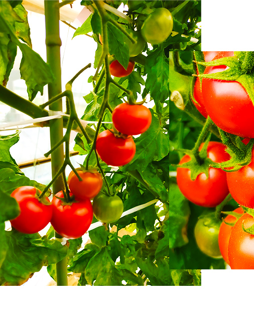 山中トマト農園がお届けする！五霞町の特選 高糖度トマト お試し 1箱（約1kg）／ 完熟 甘い 減農薬 こだわり リコピン エクセレントトマト 中玉トマト 野菜 とまと 茨城県 五霞町