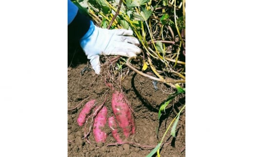 五霞町産さつま芋（紅はるか）4.5kg ／ サツマイモ さつまいも 野菜 茨城県 特産品【2024年12月より順次発送】