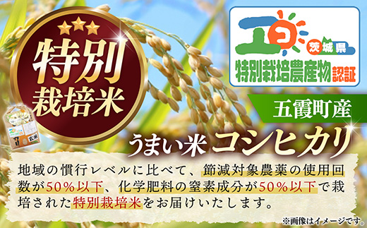 【特別栽培米】五霞町産うまい米コシヒカリ（玄米）6kg ／ 令和7年産 お米 こしひかり 減農薬 減化学肥料 茨城県 認証 取得 健康 環境【価格改定】
