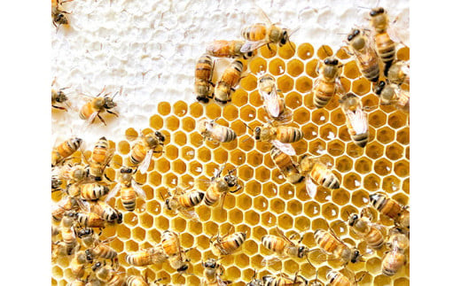 田舎はちみつ あかぼっけ 月お任せ2種(120g) 月ごとに楽しむはちみつセット 無添加 非加熱 生はちみつ ハチミツ 蜂蜜