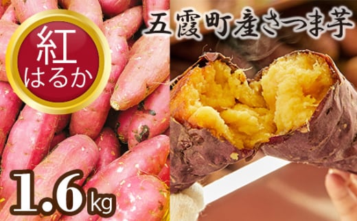 五霞町産さつま芋（紅はるか）1.6kg／ サツマイモ さつまいも 野菜 茨城県 特産品【2024年12月より順次発送】