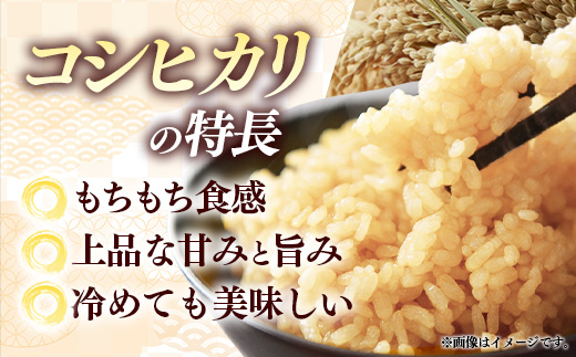 【特別栽培米】五霞町産うまい米コシヒカリ（玄米）6kg ／ 令和7年産 お米 こしひかり 減農薬 減化学肥料 茨城県 認証 取得 健康 環境【価格改定】