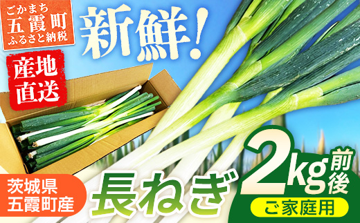 五霞町産 長ねぎ 2kg前後 ／ ご家庭用 キズ有り 曲がりあり サイズ ばらつき有 ネギ ねぎ 長ネギ 長葱 産地直送 茨城県 五霞町