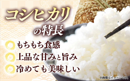 【特別栽培米】五霞町産うまい米コシヒカリ（精米）6kg ／ 令和7年産 お米 白米 こしひかり 減農薬 減化学肥料 茨城県 認証 取得 健康 環境【価格改定XA】