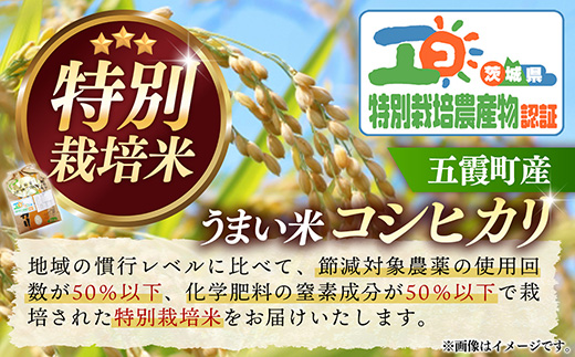 【特別栽培米】五霞町産うまい米コシヒカリ（精米）6kg ／ 令和7年産 お米 白米 こしひかり 減農薬 減化学肥料 茨城県 認証 取得 健康 環境【価格改定XA】