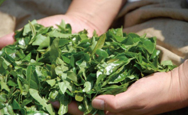 老舗茶園の特製スイーツ さしま茶ぷりん９個セット（ぷりん専門店つくばぷりんとコラボ！）