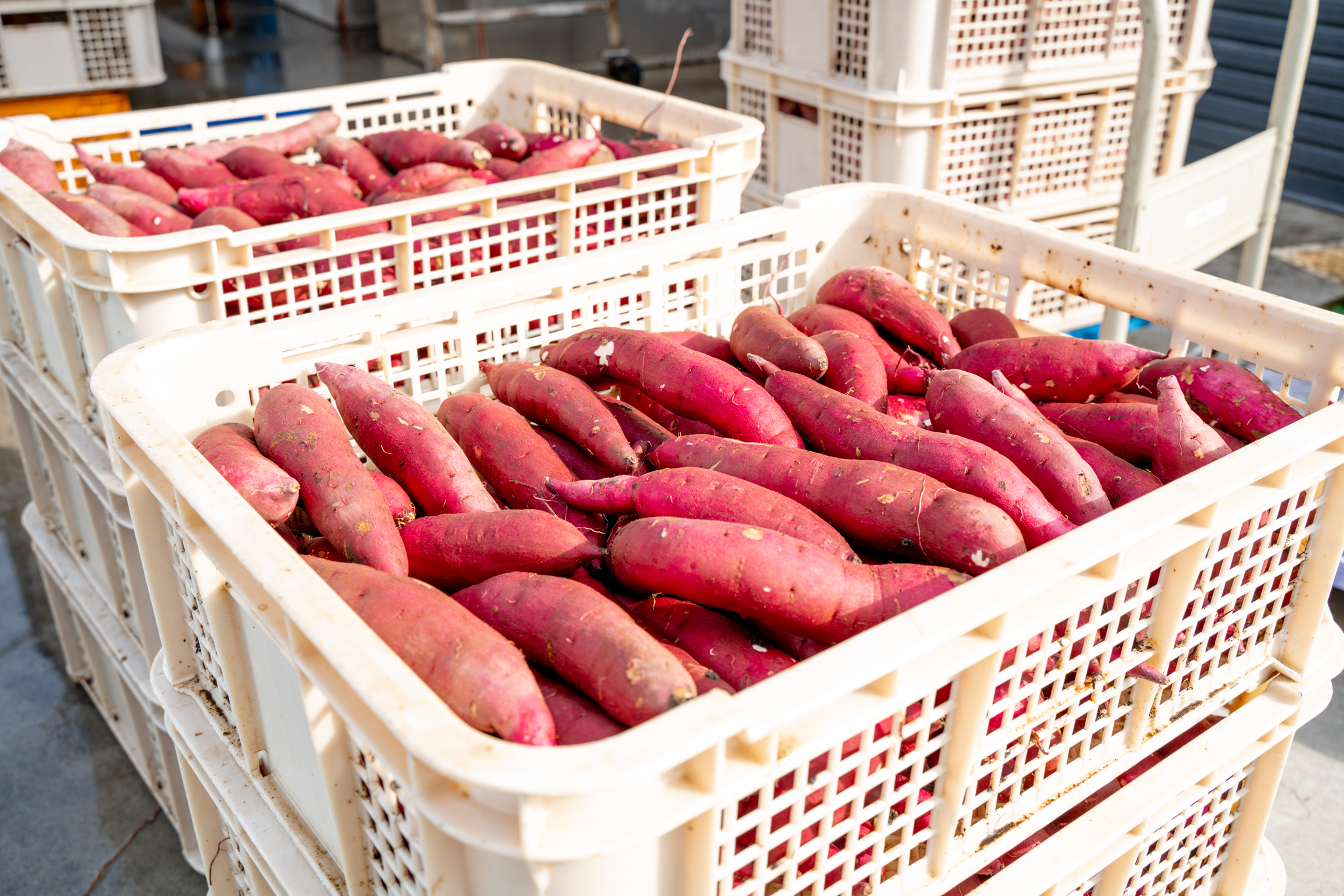 ＜5月内発送＞茨城県産 熟成紅はるか 干し芋 切り落とし おすそわけ！1.2kg（200g×6袋入）