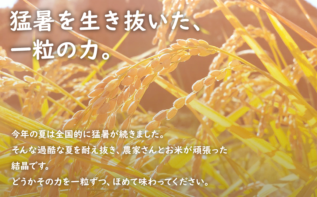 【令和7年産】米 玄米 コシヒカリ 5kg(5kg×1袋) 国産 ご飯 茨城県 境町産 人気 S278