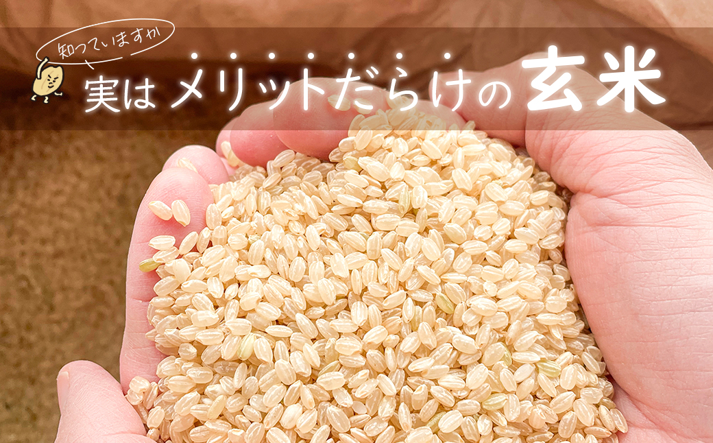 【令和7年産】米 玄米 コシヒカリ 5kg(5kg×1袋) 国産 ご飯 茨城県 境町産 人気 S278