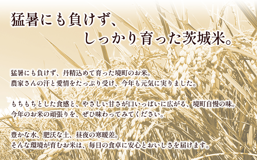 4種食べ比べ 20kg(5kg×4袋) 〈令和8年3月内発送〉  茨城県産 【令和7年産/白米】 米 小分け 2025年産 精米 K2458
