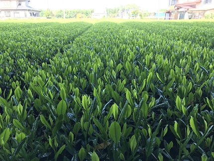 境町産さしま茶100％の緑茶パウダー 50g×4袋セット